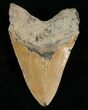 Large Inch Megalodon Tooth #5003-2